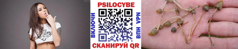 блэк спрут как зайти  Верхняя Пышма  Галлюциногенные грибы Psilocybe 